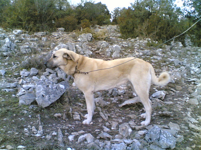 Publication : de la Forêt des Quatre Seigneurs Auteur : gilles CREOLA