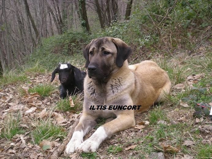 Iltis euncort de la Forêt des Quatre Seigneurs