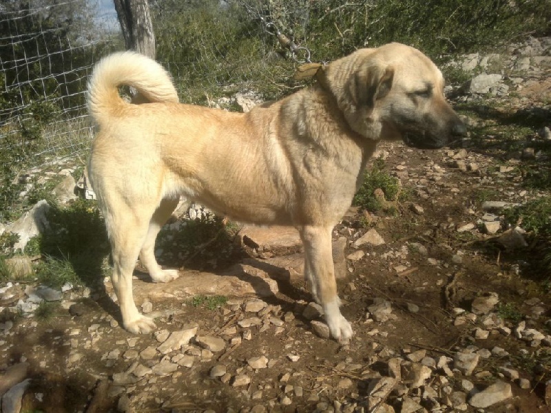 Gaina de la Forêt des Quatre Seigneurs