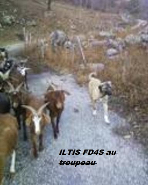Iltis euncort de la Forêt des Quatre Seigneurs
