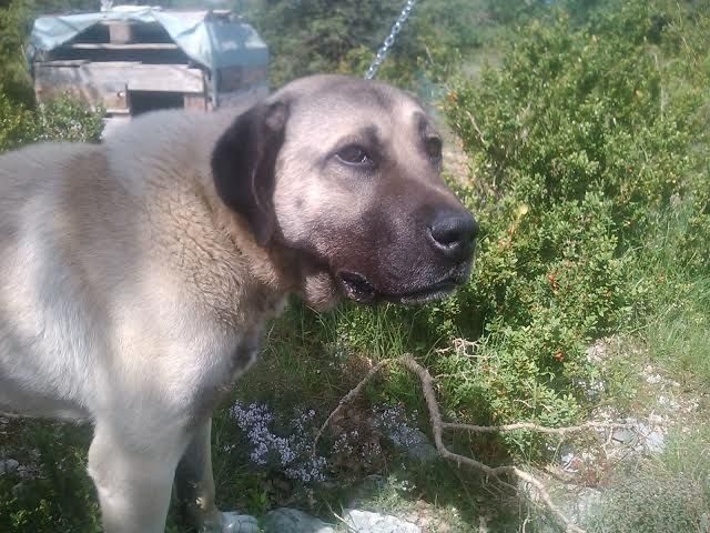 Publication : de la Forêt des Quatre Seigneurs Auteur : djihle