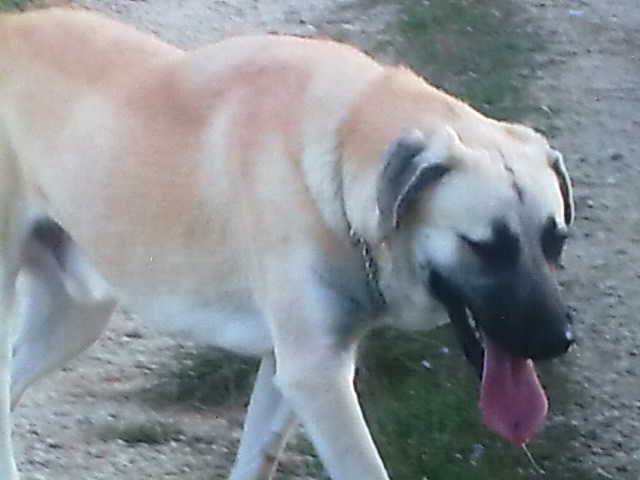 Publication : de la Forêt des Quatre Seigneurs Auteur : djihle