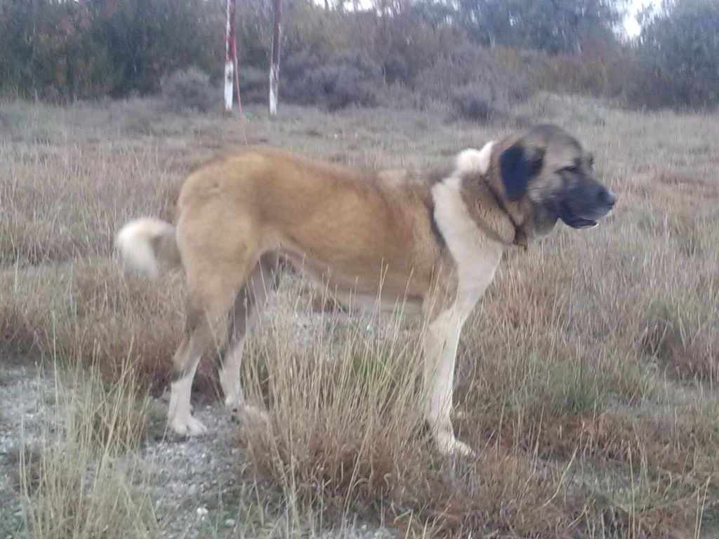 L'karyola fezcort de la Forêt des Quatre Seigneurs - 2 ieme exc RCACS RCACIB