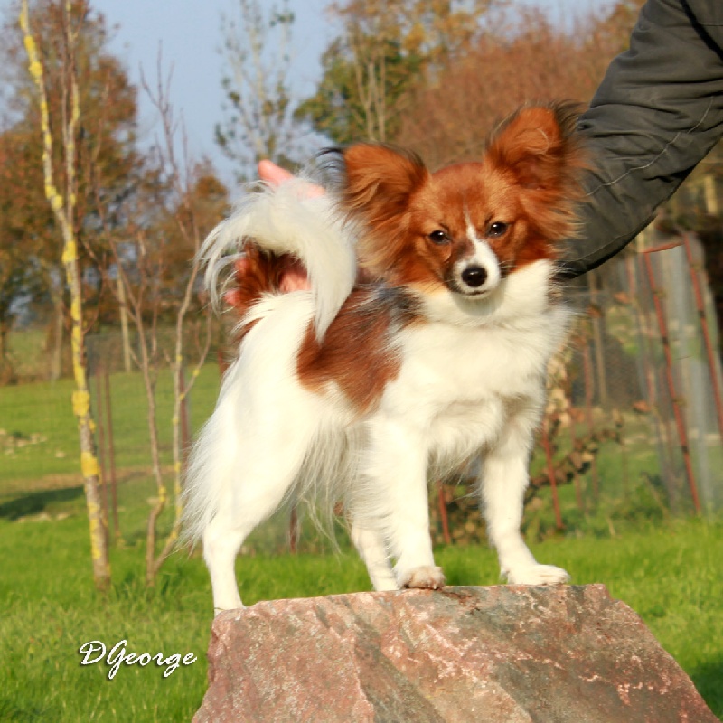 Publication : de la Roche des Oratrix Auteur : Julien et Laurence BAUSSAY