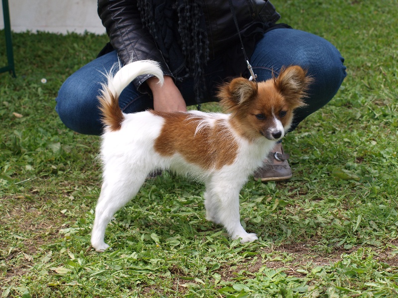 Publication : de la Roche des Oratrix Auteur : Julien et Laurence BAUSSAY