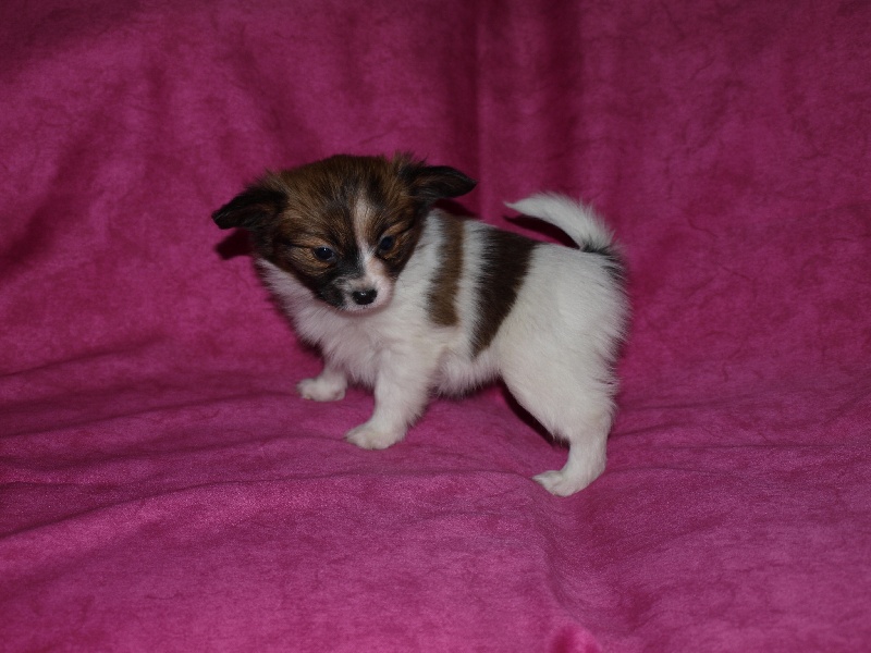 Publication : de la Roche des Oratrix Auteur : Julien et Laurence BAUSSAY