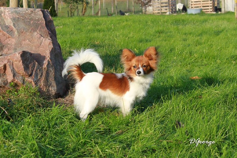 Publication : de la Roche des Oratrix Auteur : Julien et Laurence BAUSSAY