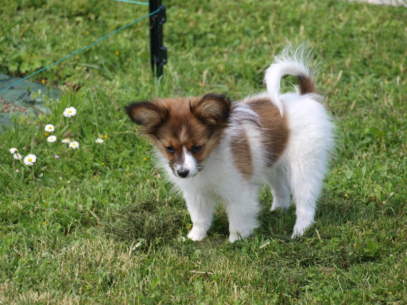 Publication : de la Roche des Oratrix Auteur : Julien et Laurence BAUSSAY