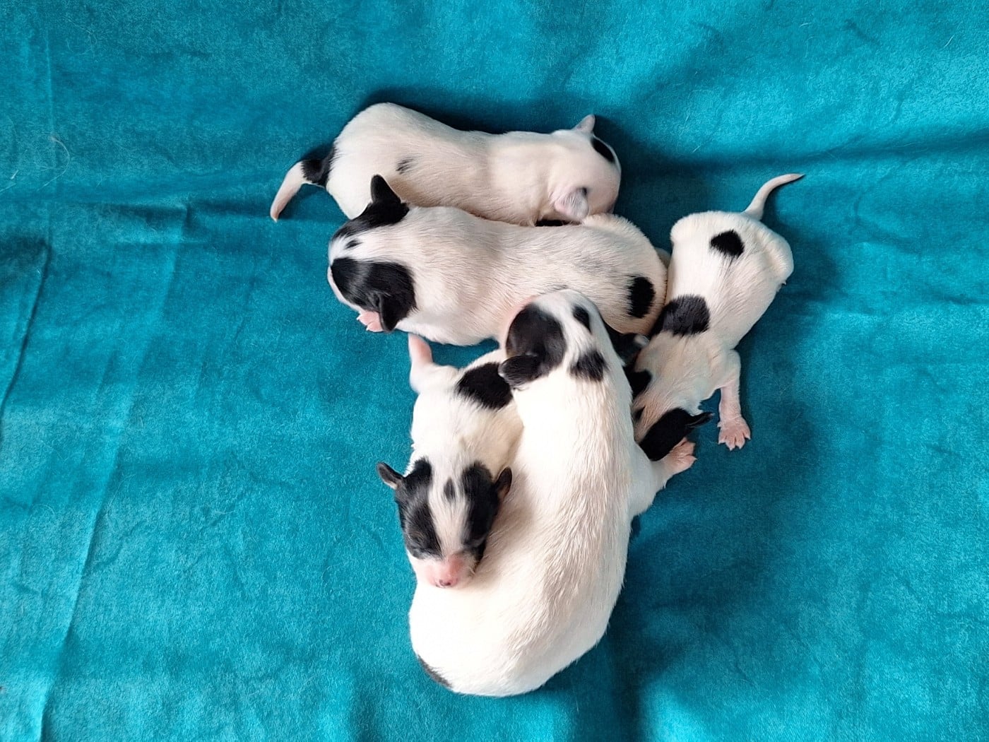 Epagneul nain Continental (Papillon) - de la Roche des Oratrix