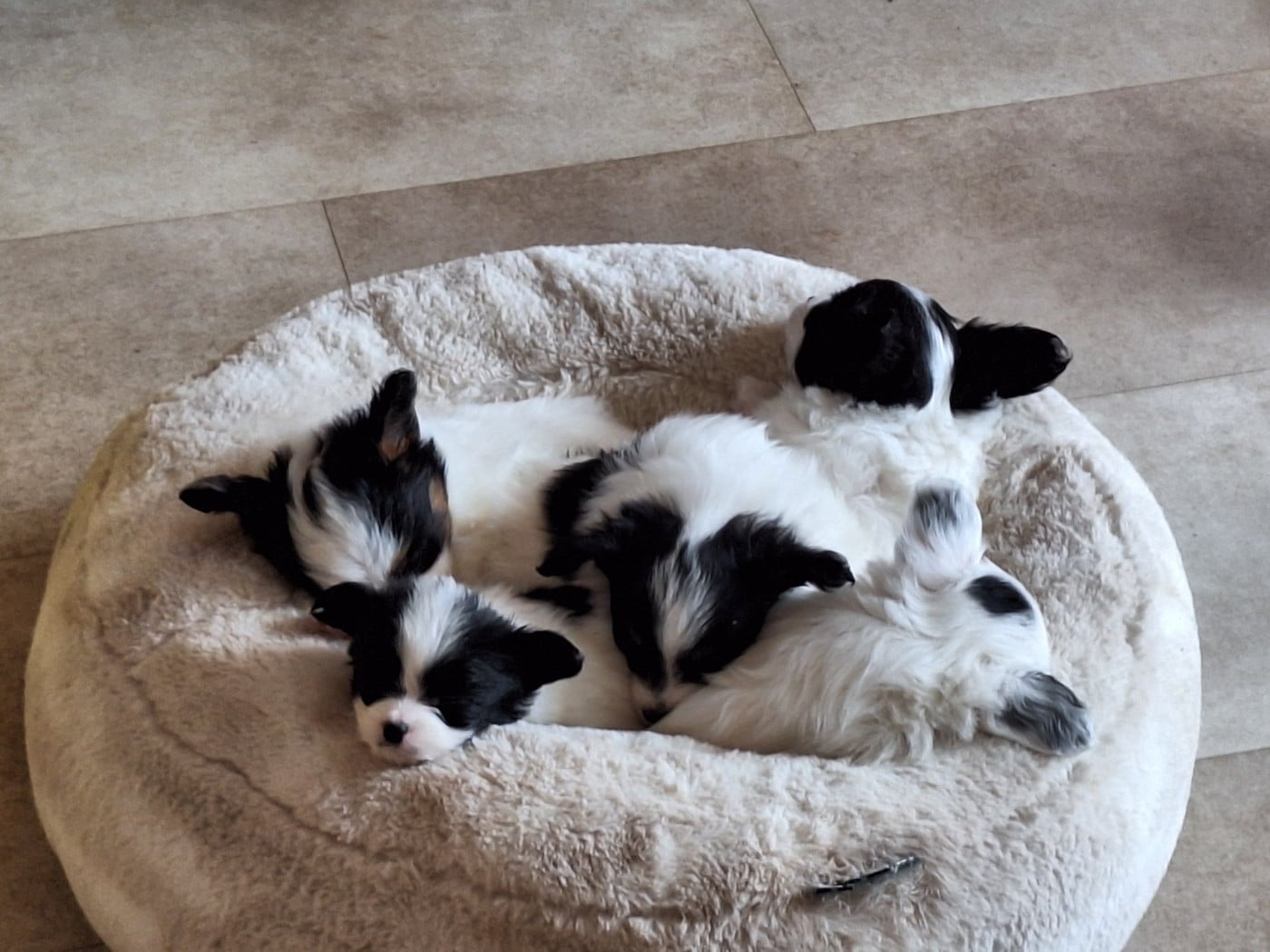 Epagneul nain Continental (Papillon) - de la Roche des Oratrix