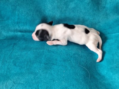 Epagneul nain Continental (Papillon)