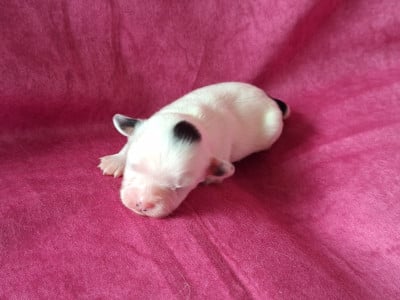 Bianca - Epagneul nain Continental (Papillon)