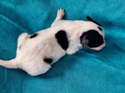 Basile - Epagneul nain Continental (Papillon)