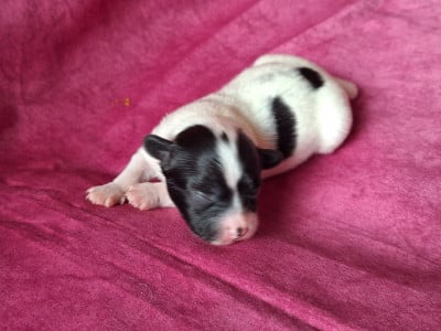 Bonny - Epagneul nain Continental (Papillon)