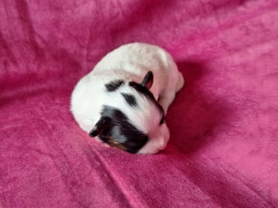 Bulma - Epagneul nain Continental (Papillon)