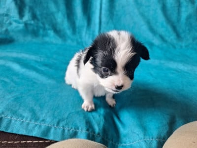Les chiots de Epagneul nain Continental (Papillon)