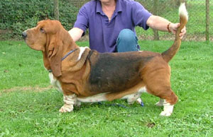 Publication : van Hollandheim Auteur : carla gerber