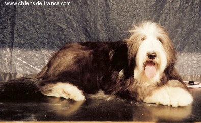 Tequila of Star Moon - Très Prometteur