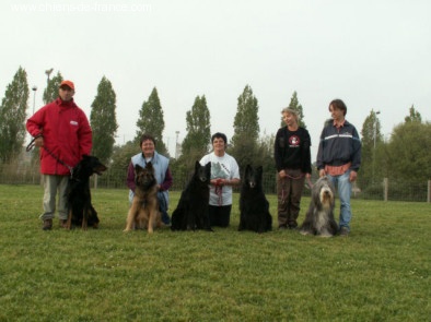 Tequila of Star Moon - Brevet International d'Agility