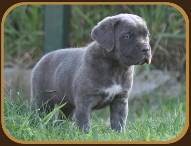 Publication : de la cour d'Anubis