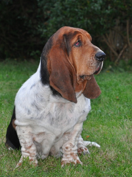 Publication : de la cour d'Anubis