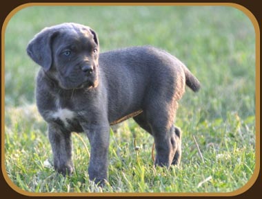 Publication : de la cour d'Anubis