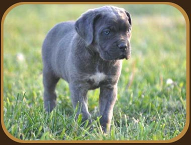 Publication : de la cour d'Anubis