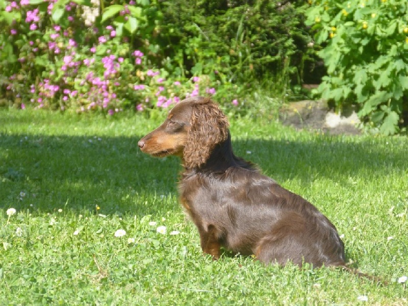 Chien Teckel Poil Long Lola Chocolat Du Miroir Du Ris d Chien Teckel Poil Long Lola Chocolat Du Miroir Du Ris d