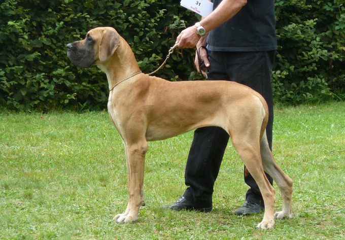 Forea des Princes de Cocagne - 1er excl meilleure jeune Femelle Fauve