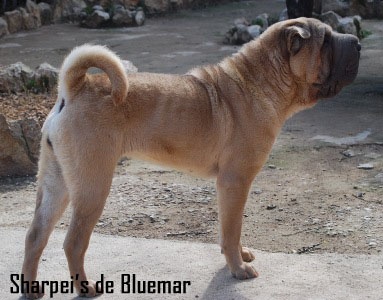 Jade preciosa isabella de Bluemar - Excelente 1º - BOB