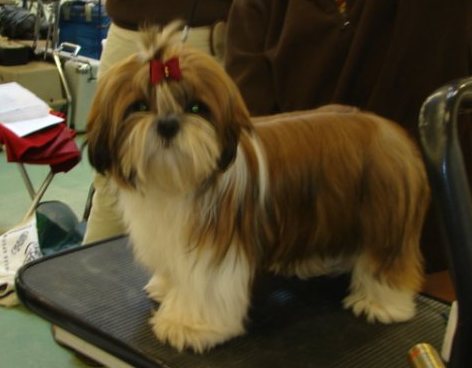 Publication : Suan Shu Sayonara Auteur : Magali Marchandise