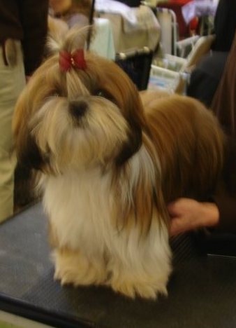 Publication : Suan Shu Sayonara Auteur : Magali Marchandise