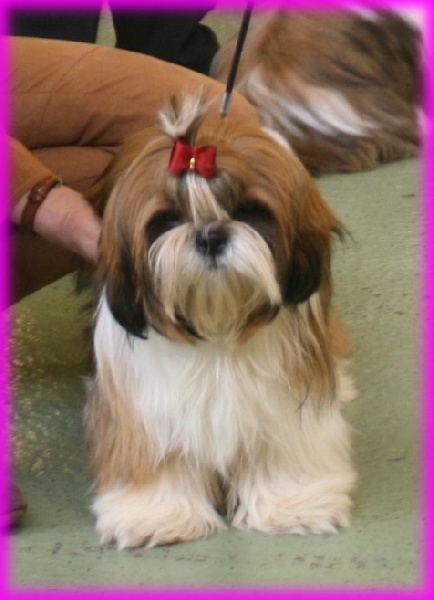 Publication : Suan Shu Sayonara Auteur : Magali Marchandise