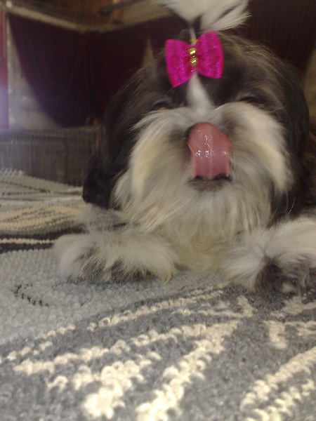 Publication : Suan Shu Sayonara Auteur : Magali Marchandise