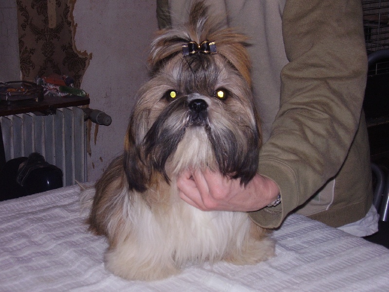 Publication : Suan Shu Sayonara Auteur : Magali Marchandise