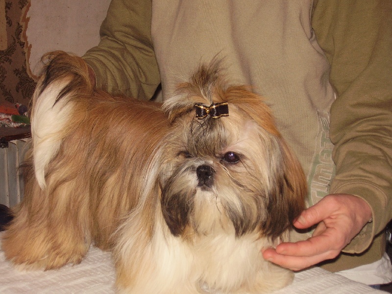 Publication : Suan Shu Sayonara Auteur : Magali Marchandise