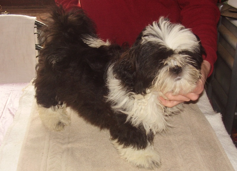 Publication : Suan Shu Sayonara Auteur : Magali Marchandise