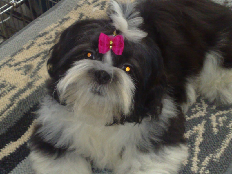 Publication : Suan Shu Sayonara Auteur : Magali Marchandise