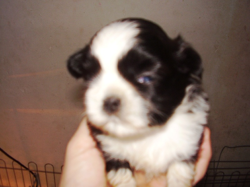 Publication : Suan Shu Sayonara Auteur : Magali Marchandise