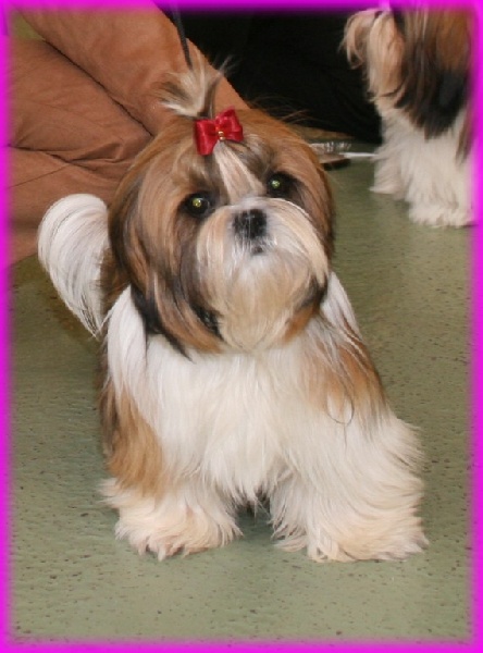 Publication : Suan Shu Sayonara Auteur : Magali Marchandise