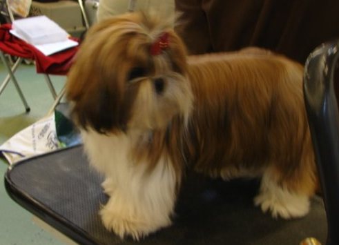 Publication : Suan Shu Sayonara Auteur : Magali Marchandise