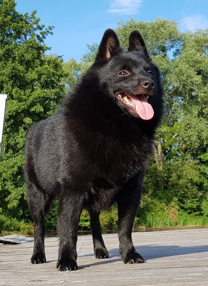 Publication : du dragon rouge de jupiter Auteur : 23 mois