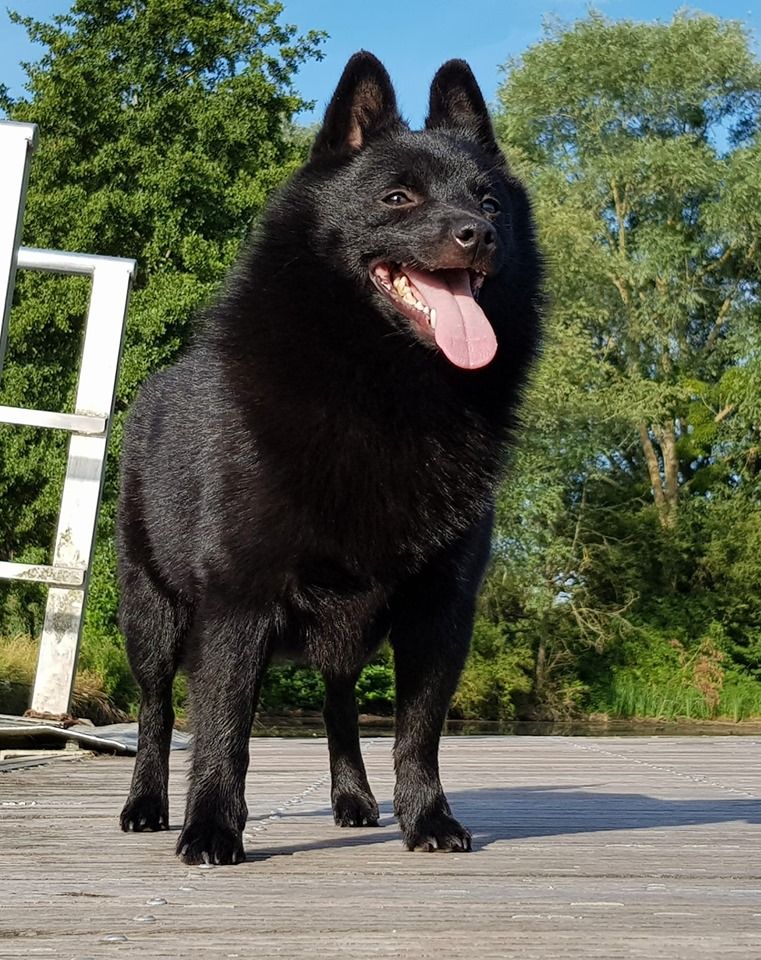 Publication : du dragon rouge de jupiter Auteur : 23 mois