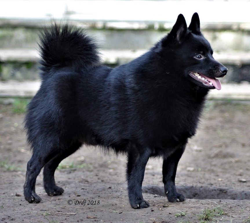 Publication : du dragon rouge de jupiter Auteur : 23 mois