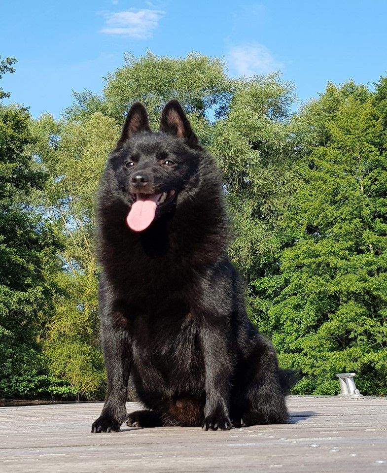 Publication : du dragon rouge de jupiter Auteur : 23 mois