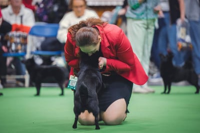 du dragon rouge de jupiter