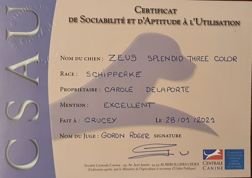 CH. splendid three color Zeus - CSAU mention Excellent