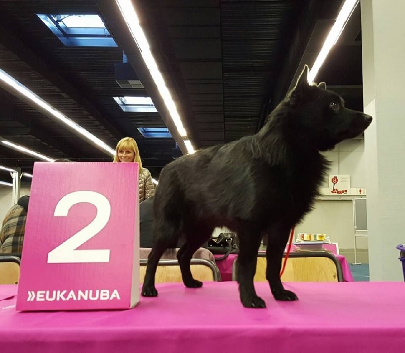 CH. Icaro du dragon rouge de jupiter - 2 ème Exc RCAC RVDH RCACIB cl.Ch