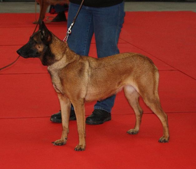 CH. Bea dite luna de la plaines des cheyennes - 1 er Exc CACIB - Meilleur de la Race