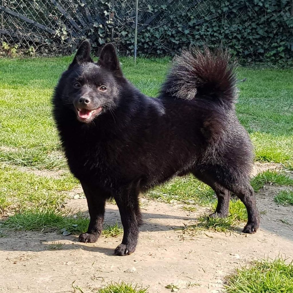 CH. splendid three color Zeus - BEST OPPOSITE SEX - CACIB devient CHAMPION INTERNATIONAL